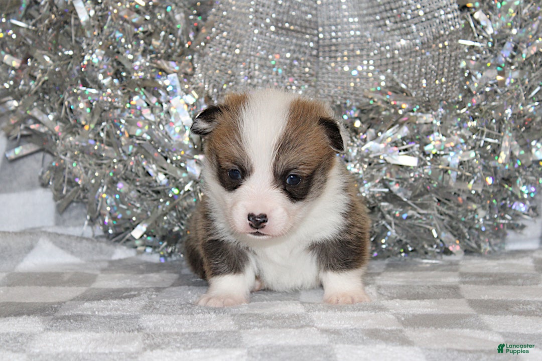 Welsh Corgi Pembroke dogs for sale: Brady - Ad 5