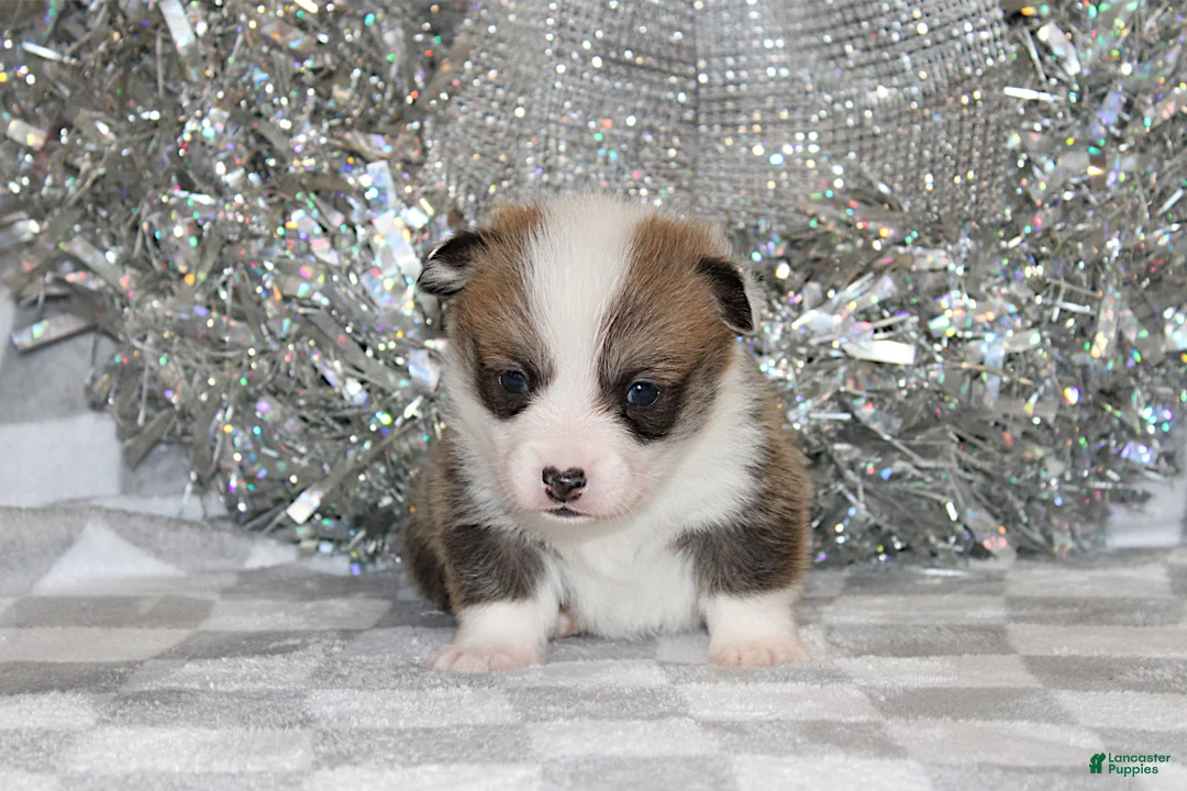 Welsh Corgi Pembroke dogs for sale: Carlotta - Ad 12