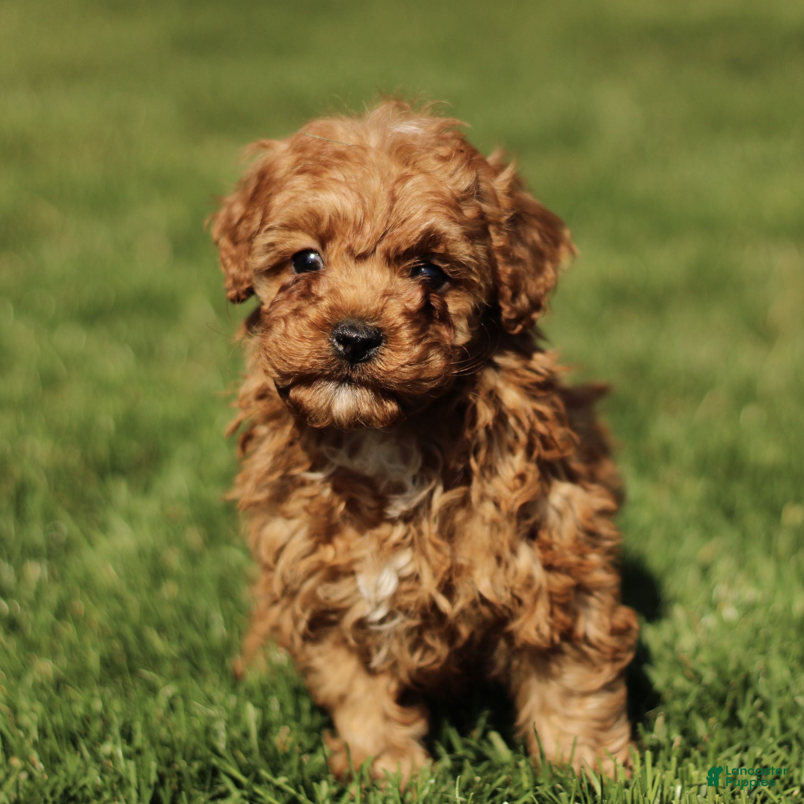 Cavapoo dogs Skippy - Ad 2