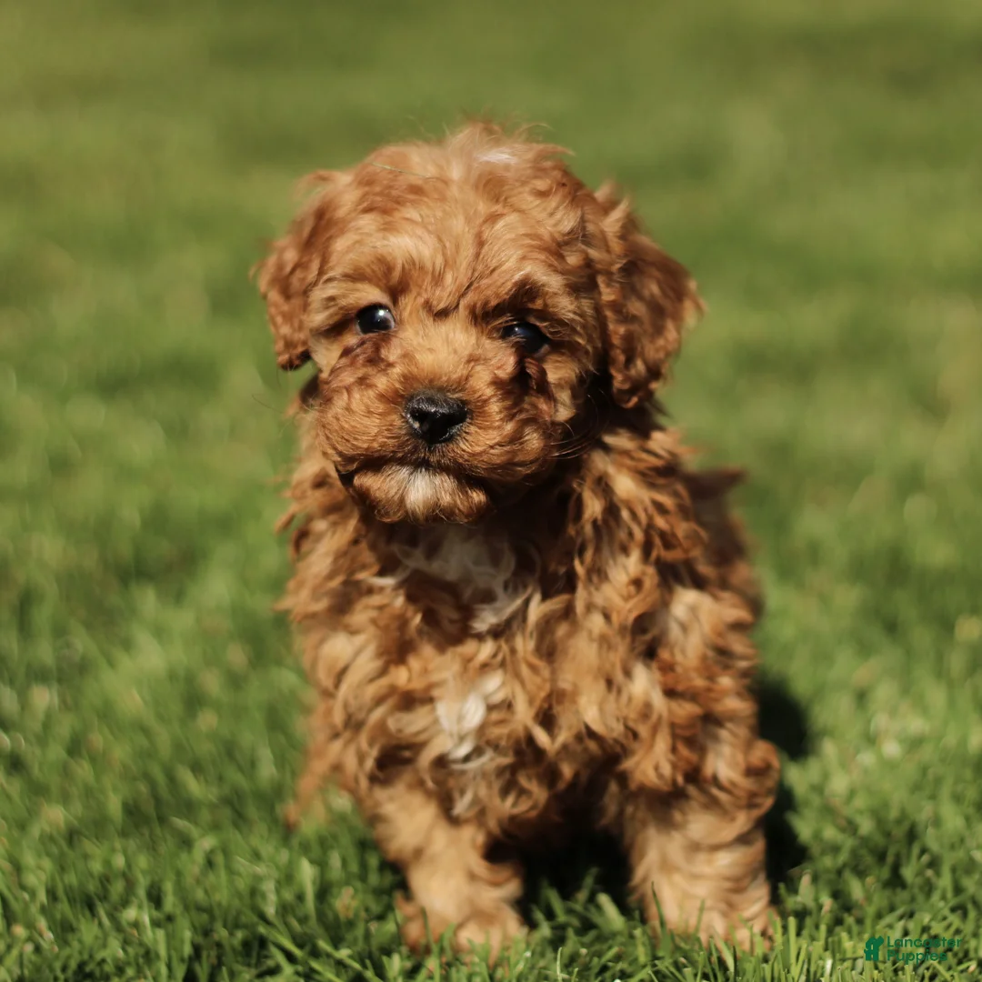 Cavapoo dogs for sale: Skippy - Ad 2