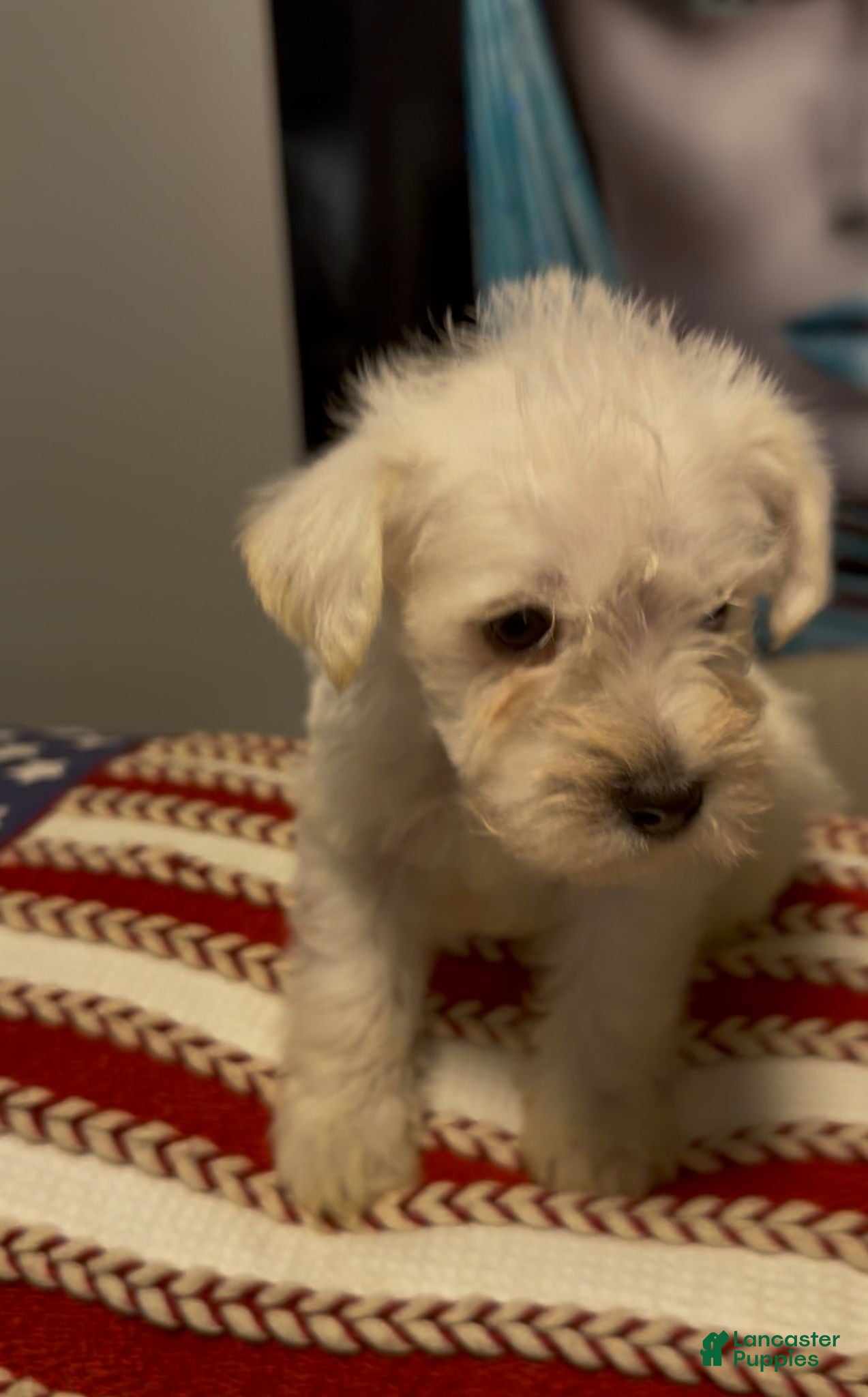 Miniature Schnauzer dogs Miniature Schnauzer 1 - Ad 11
