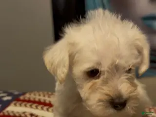 Miniature Schnauzer dogs Miniature Schnauzer 1 - Ad 11