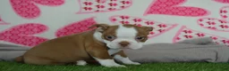 Boston Terrier dogs for sale: Timmy - Ad 2