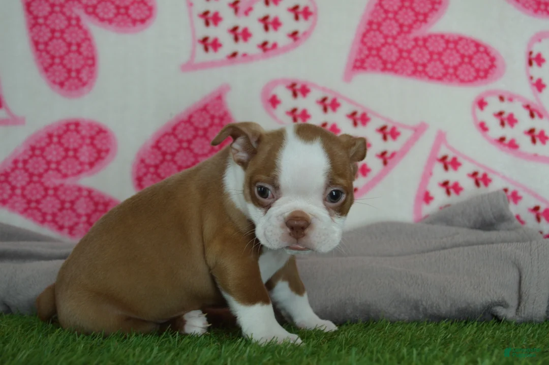 Boston Terrier dogs for sale: Timmy - Ad 2