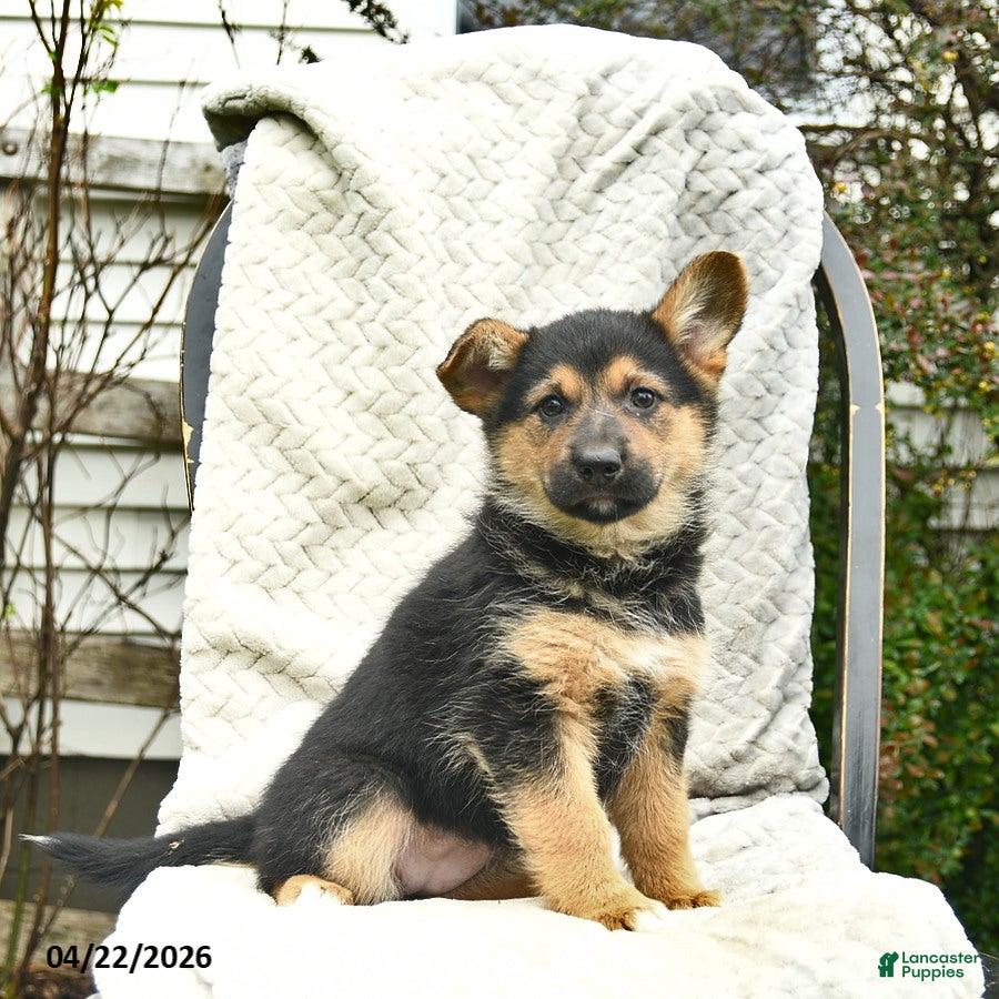 Mixed Breed dogs Poppy  - Ad 2