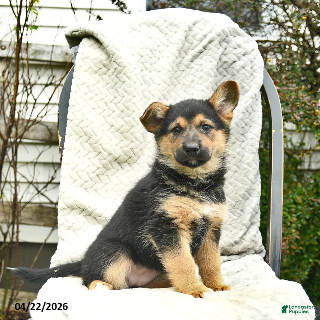 Mixed Breed dogs for sale: Poppy  - Ad 2