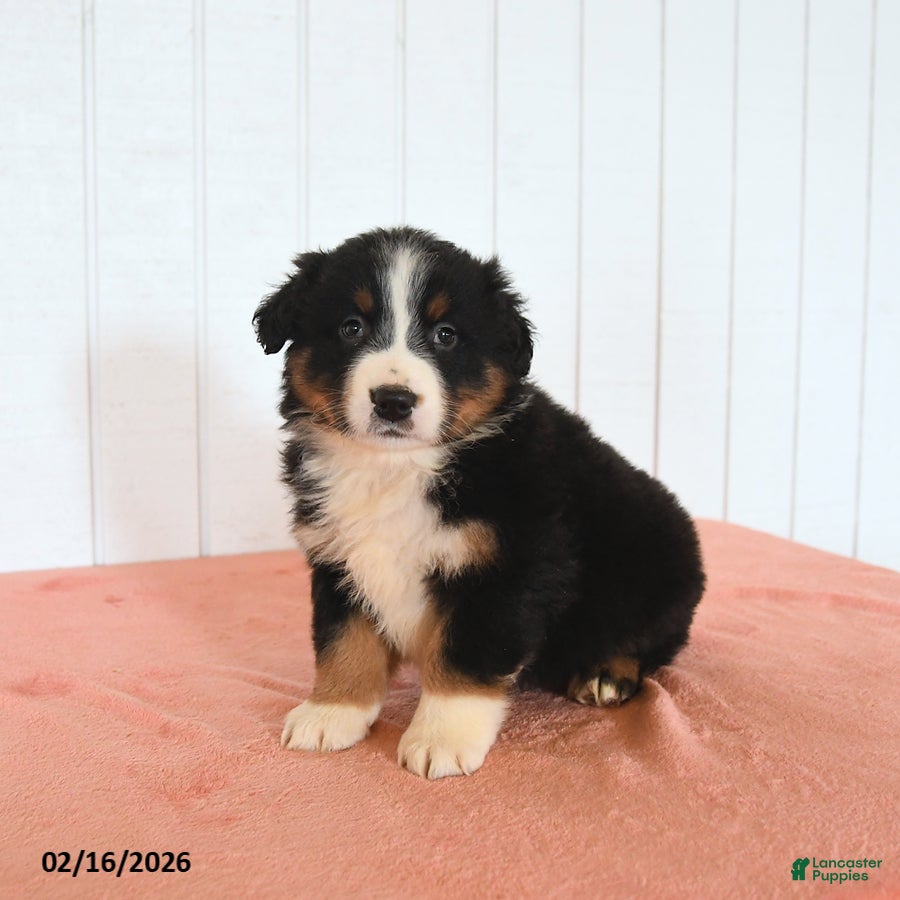 Australian Shepherd dogs Nash - Ad 1