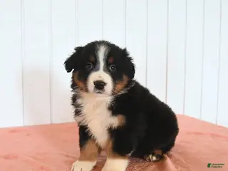 Australian Shepherd dogs for sale: Nash - Ad 2