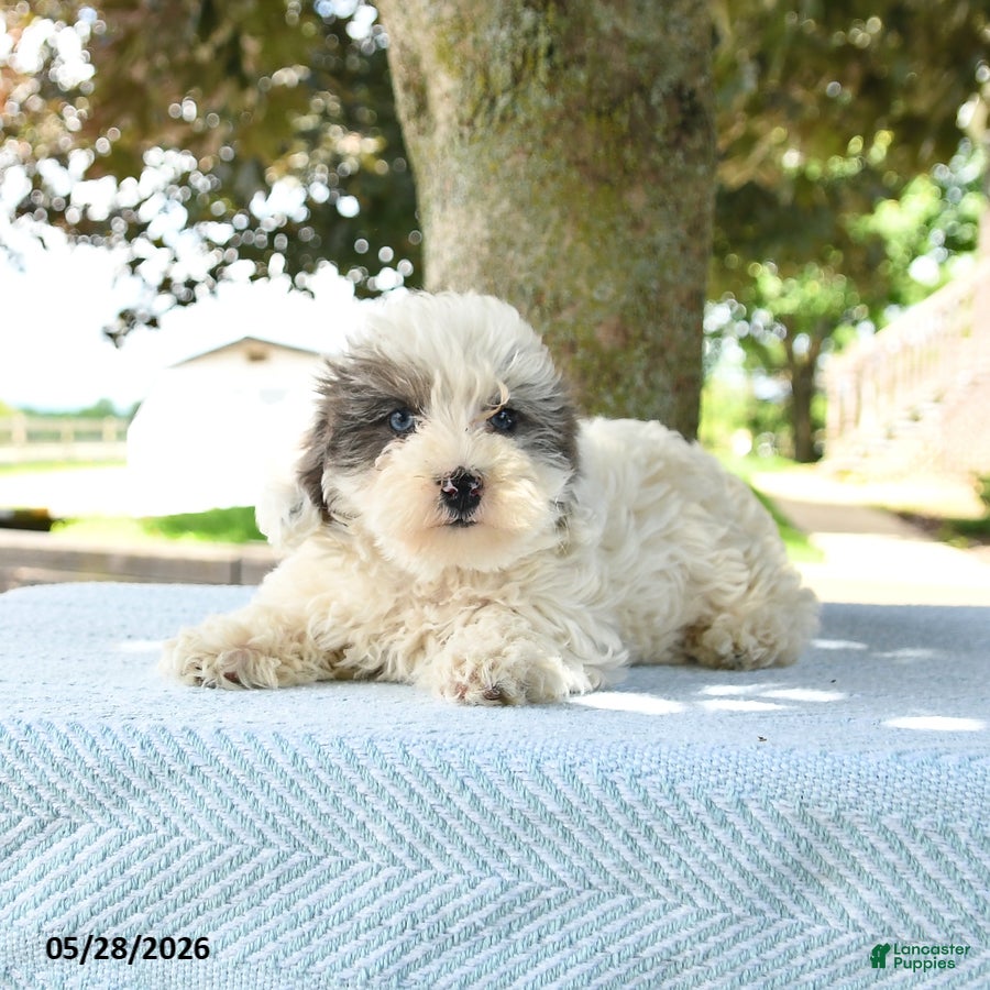 Maltipoo dogs Izzy - Ad 2