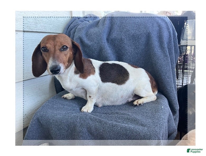 Miniature Dachshund dogs for sale: Boy 8708 - Ad 2