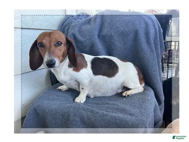 Miniature Dachshund dogs for sale: Girl 4699 - Ad 2