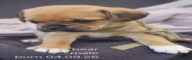 Bear