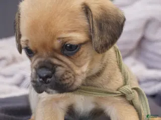 Puggle dogs Suki - Ad 11