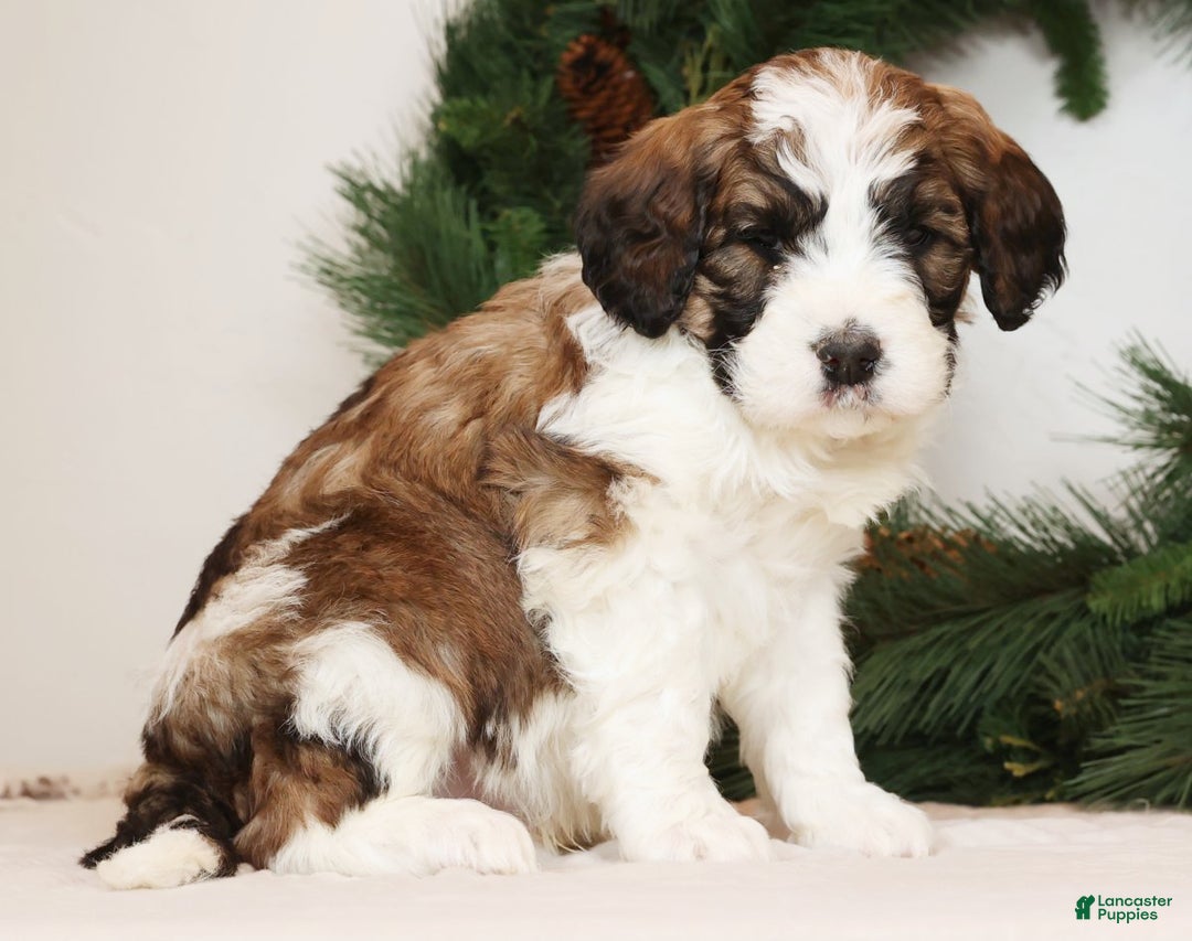Saint Berdoodles dogs for sale: Sammy - Ad 5