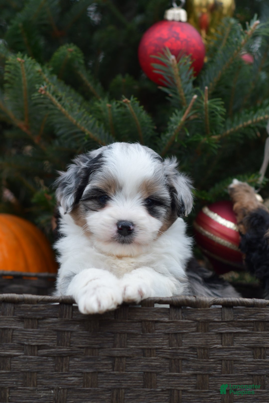 Mini Aussiedoodle dogs for sale: Cash - Ad 31