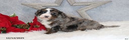 Mini Bernedoodle dogs for sale: Banjo - Ad 5