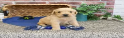 Golden Retriever dogs for sale: Georgie - Ad 5