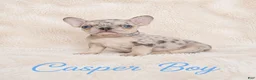 French Bulldog dogs for sale: Casper Boy - Ad 4