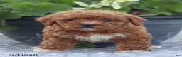 Miniature Poodle dogs for sale: Neva - Ad 4