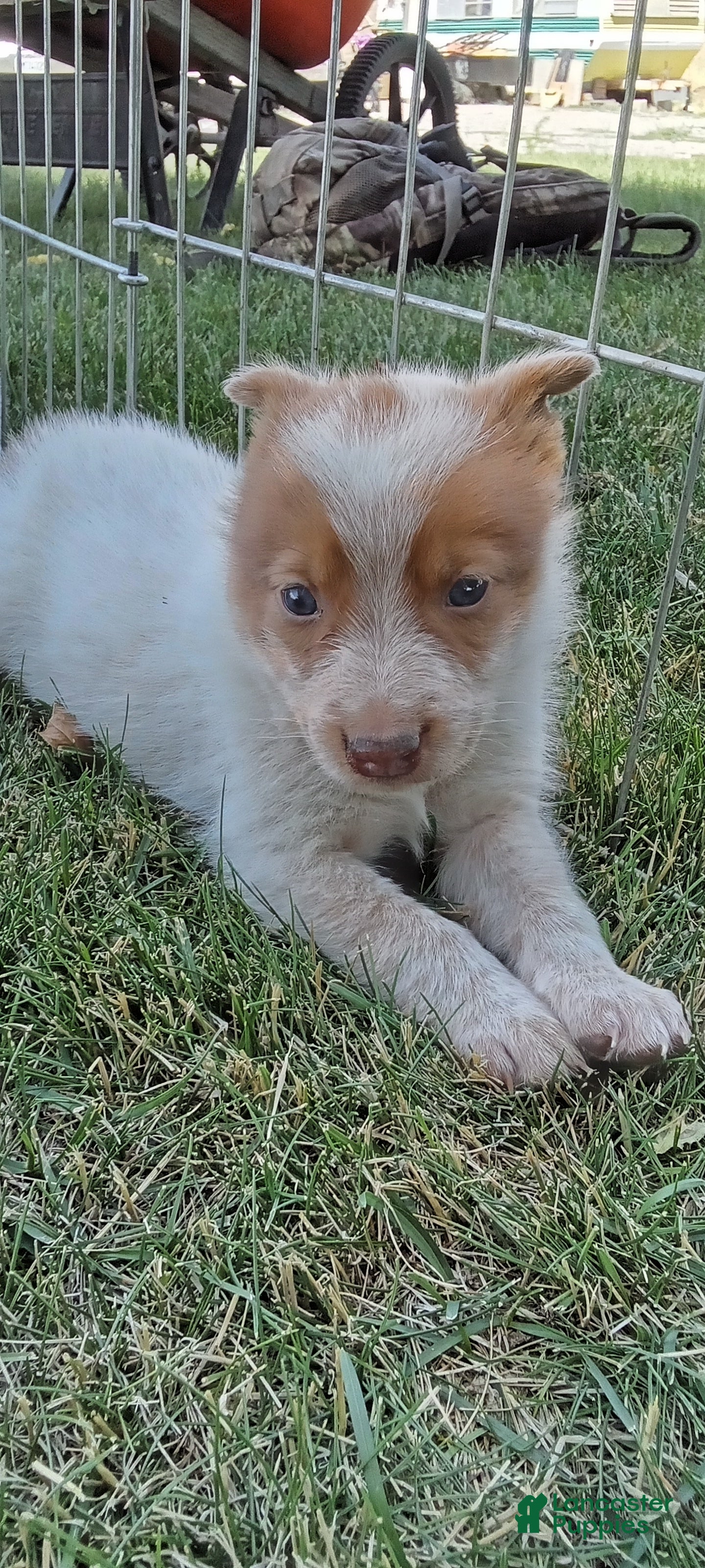 Australian Cattle Dog dogs for sale: Australian Cattle Dog 7 - Ad 1