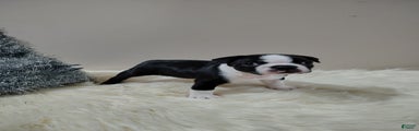 Boston Terrier Puppy 2