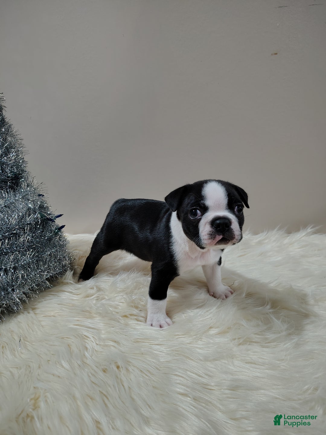 Boston Terrier dogs for sale: Boston Terrier Puppy 2 - Ad 1