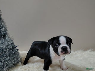 Boston Terrier dogs Boston Terrier Puppy 2 - Ad 16