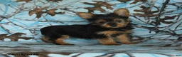 Yorkshire Terrier dogs for sale: Homer - Ad 5