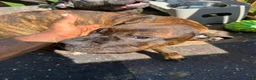 Cane Corso dogs for sale: Princess - Ad 3