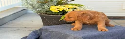 Goldendoodle dogs for sale: Tripp - Ad 14