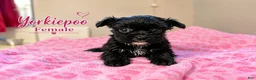 Yorkiepoo dogs for sale: Yorkiepoo Puppy 3 - Ad 1