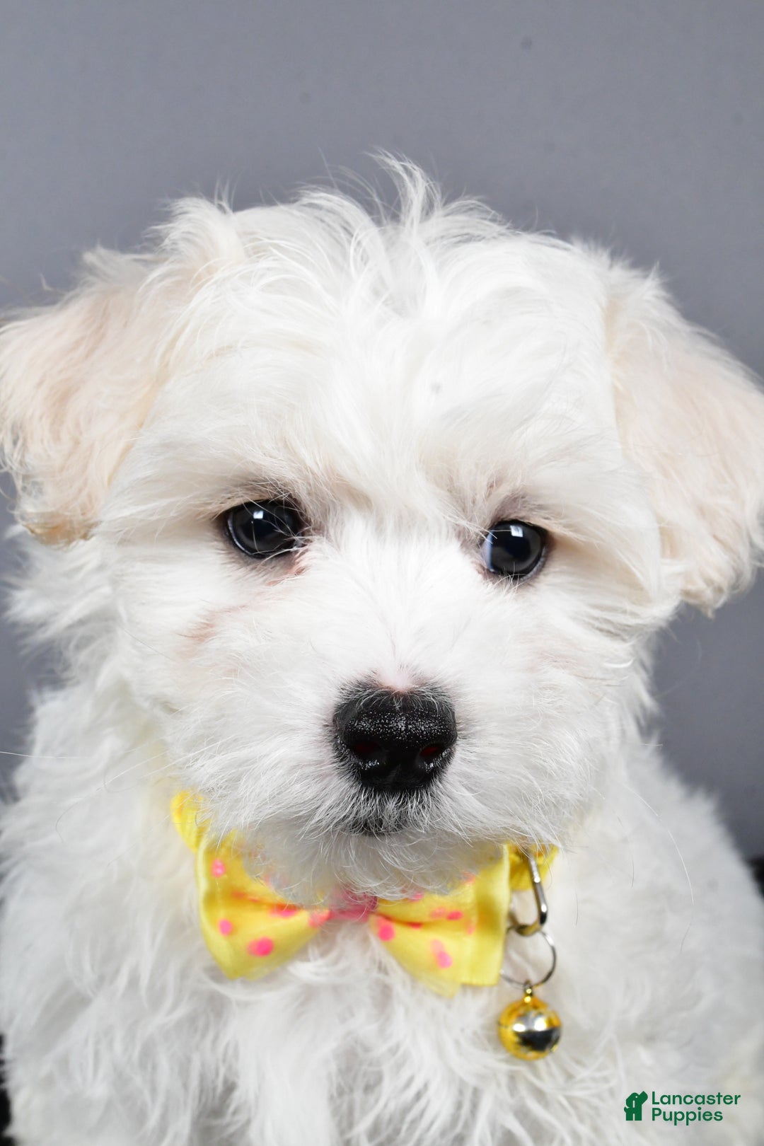 Maltipoo dogs for sale: Lennie - Ad 8