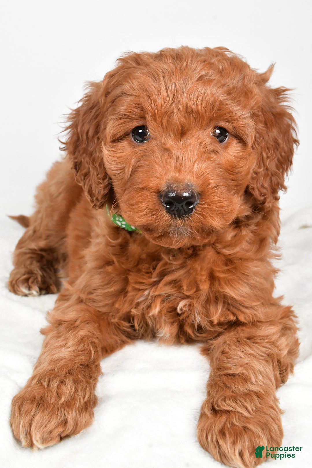 Goldendoodle dogs for sale: Page medium size - Ad 11