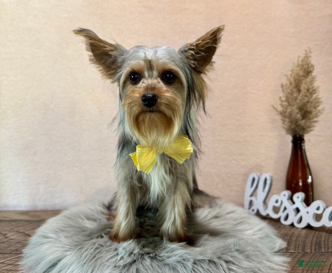 Yorkshire Terrier dogs for sale: Zion - Ad 4