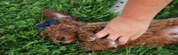 Miniature Poodle dogs for sale:  Thor🐾💙 - Ad 14