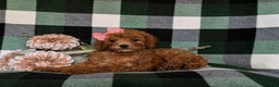 Miniature Poodle dogs for sale: Simone - Ad 4