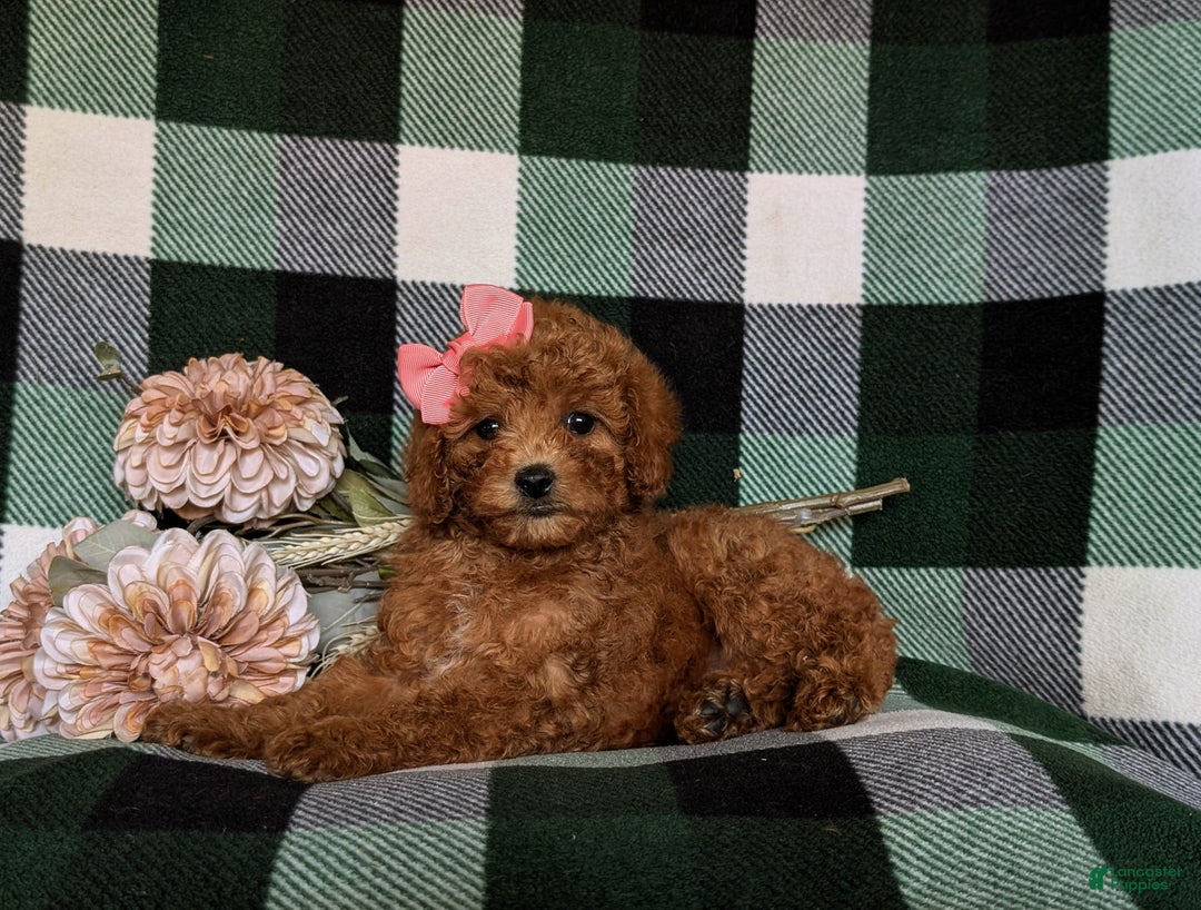 Miniature Poodle dogs for sale: Simone - Ad 4