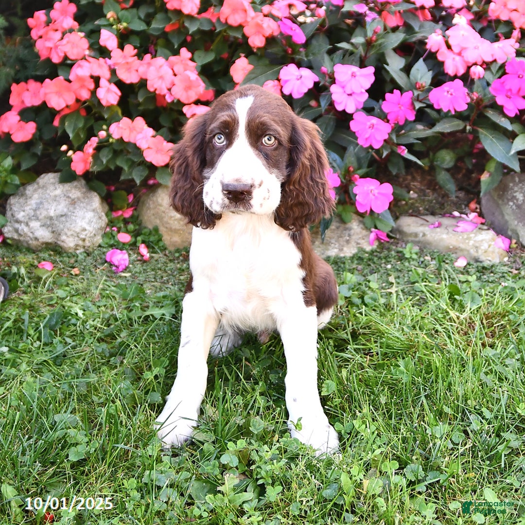 Dakota for sale in Penn Yan Lancaster Puppies