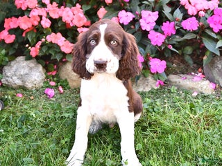 English Springer Spaniel dogs - Ad 8