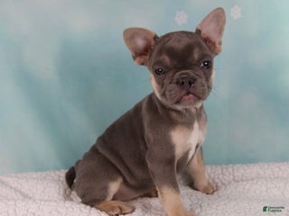 French Bulldog dogs - Ad 36