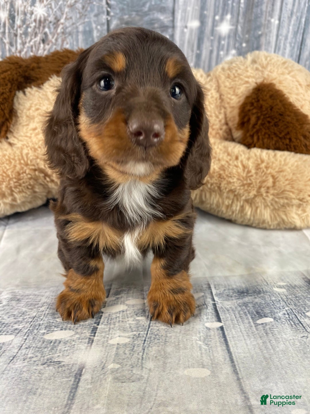 Miniature Dachshund dogs for sale: Kobe - Ad 10
