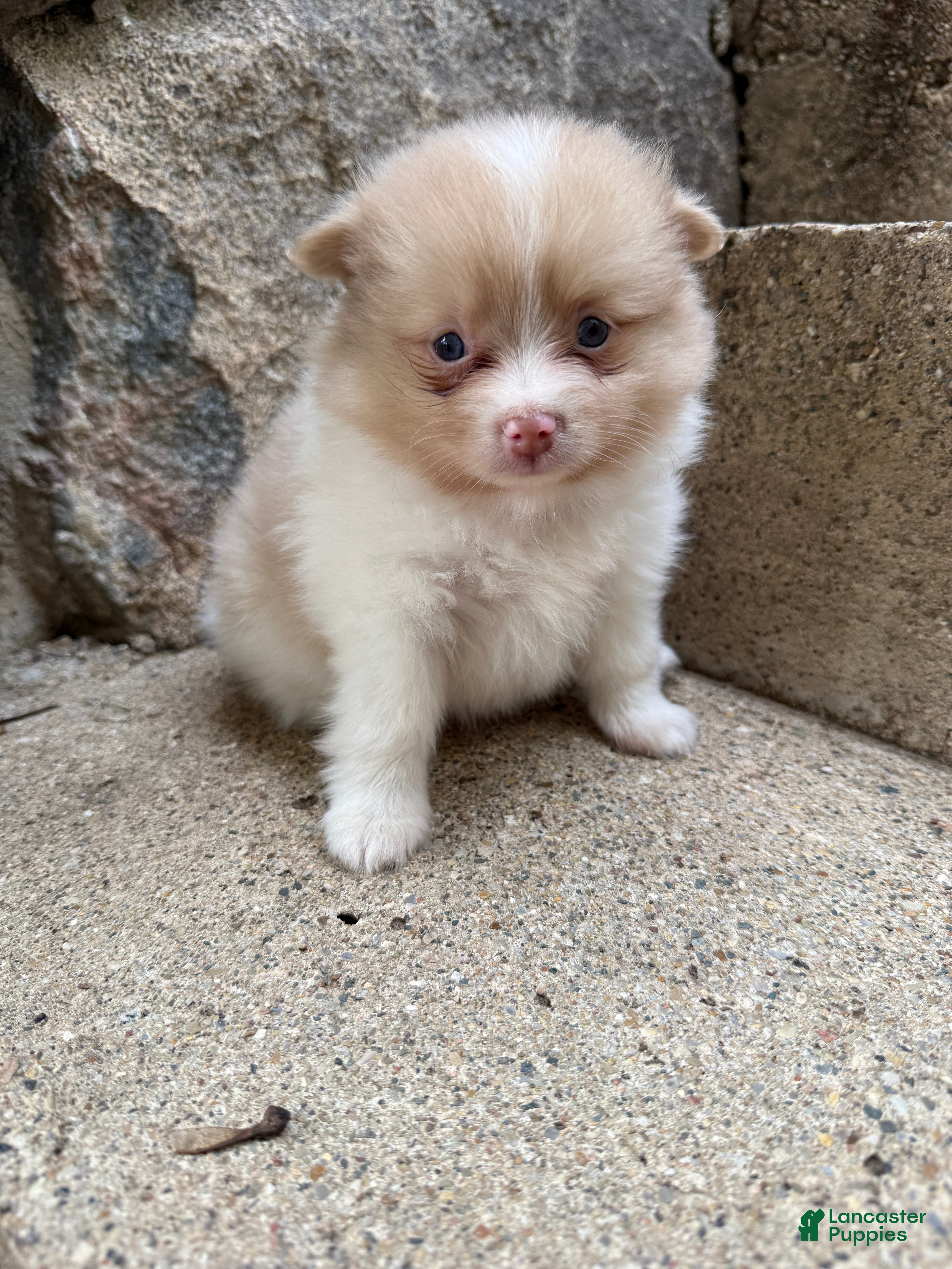 Pomeranian dogs Andy - Ad 2