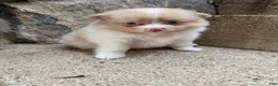 Pomeranian dogs for sale: Andy - Ad 2
