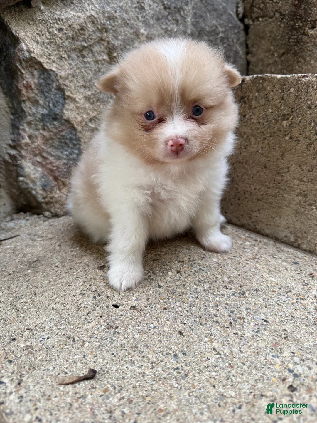 Pomeranian dogs for sale: Andy - Ad 2
