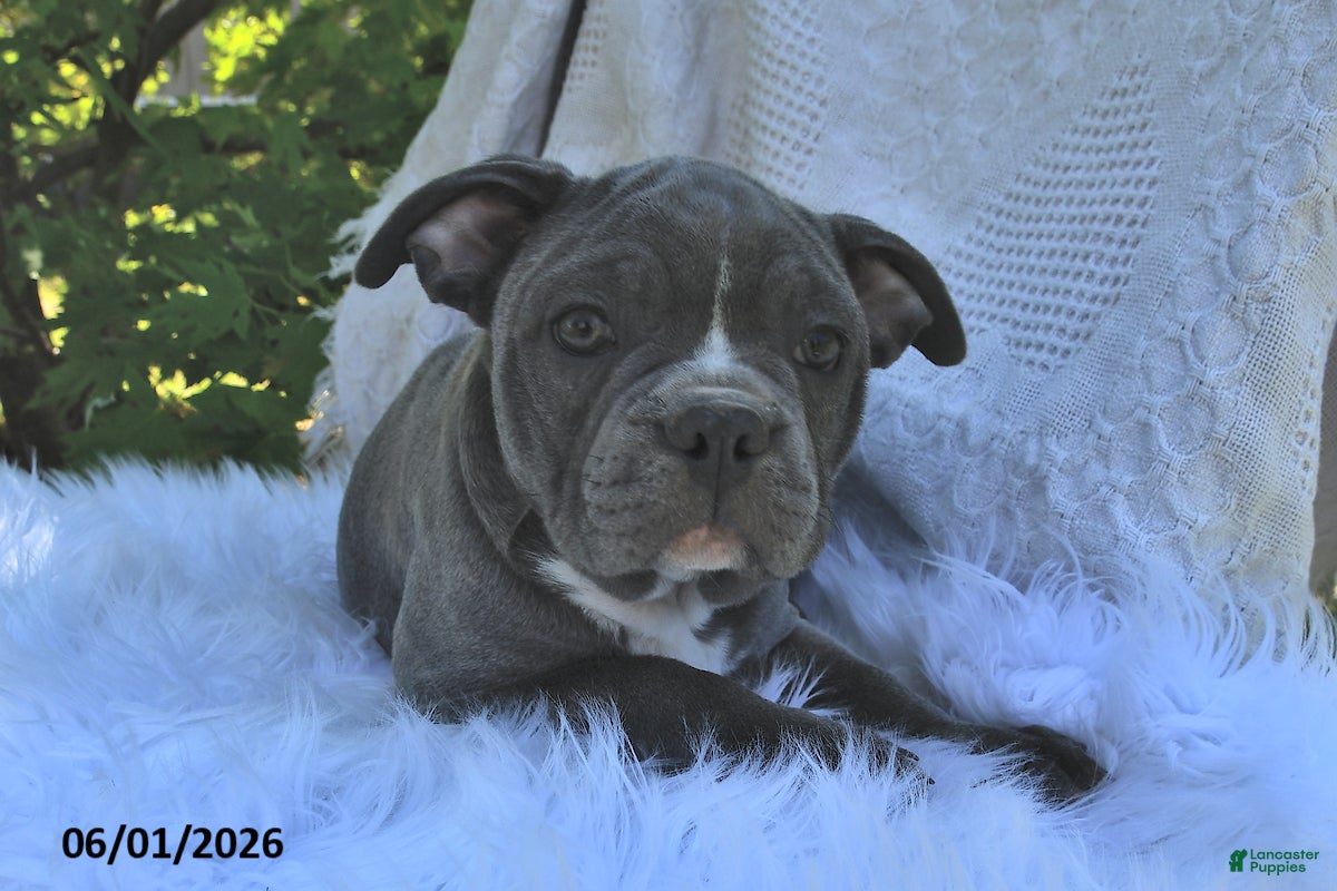Frenchton dogs Rufus - Ad 1