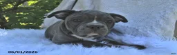 Frenchton dogs for sale: Rufus - Ad 6