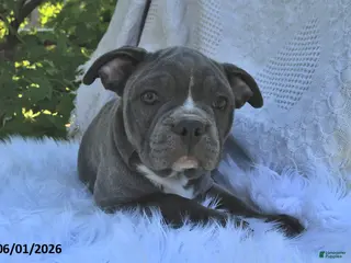 Frenchton dogs for sale: Rufus - Ad 2