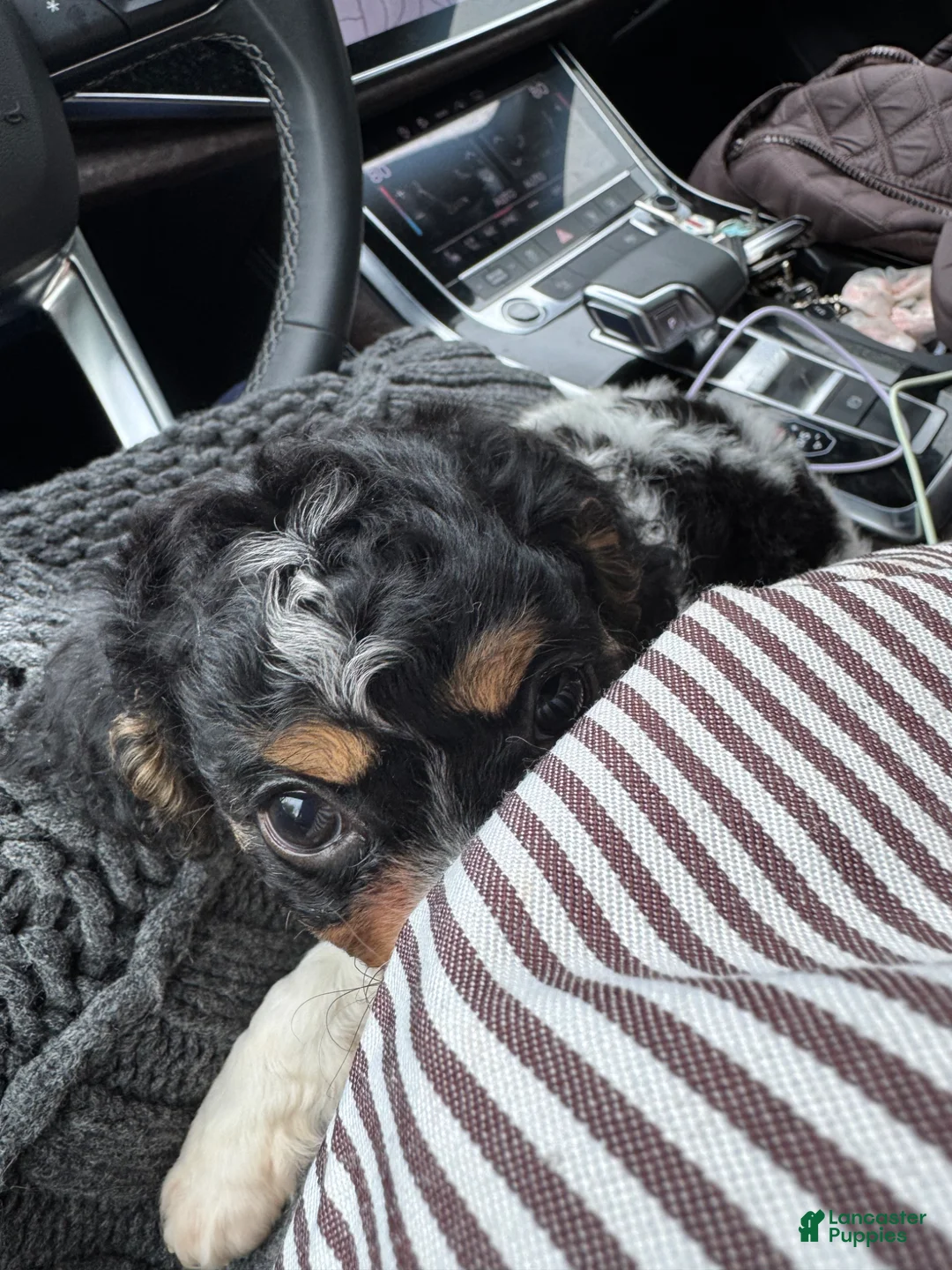 Cavapoo dogs for sale: Piper - Ad 1