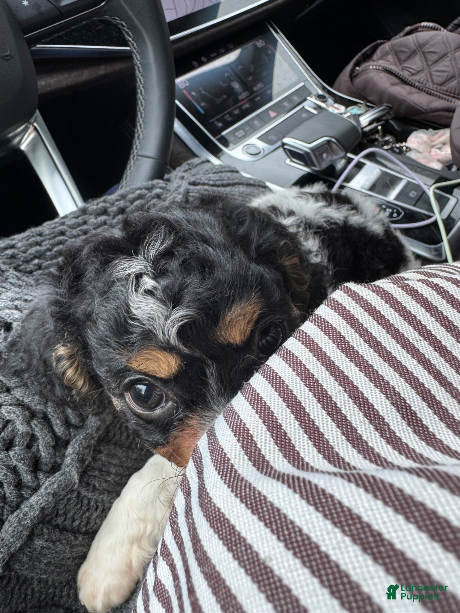 Cavapoo dogs for sale: Piper - Ad 3