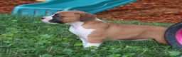 Boxer dogs for sale: Paisley - Ad 13